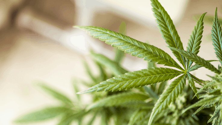 New Jersey College Offers Cannabis Training Course for Entry-Level Positions